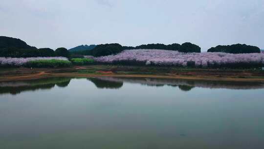 4K航拍贵州安顺平坝樱花盛开最美奇观