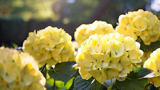 绣球花 八仙花紫阳花七变花粉团花洋4K