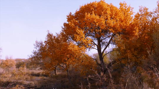 秋季 金色胡杨 野外胡杨树