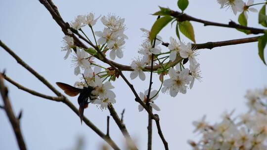 樱桃树开花大黄蜂采蜜