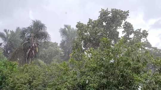 雨中随风摇曳的树木