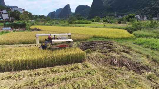 航拍阳朔遇龙河稻田秋收喀斯特地貌乡村振兴