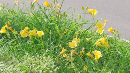 城市里的花——大花金鸡菊