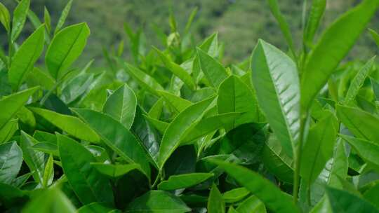 西藏墨脱高山茶园茶叶种植特写