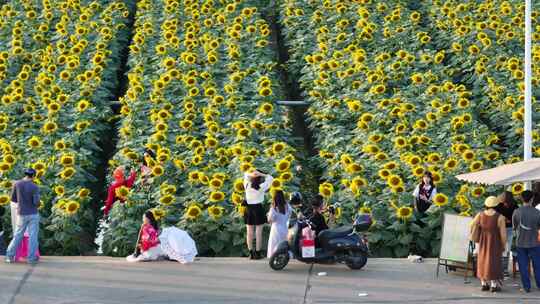 中国广东省广州市南沙横沥镇向日葵视频素材模板下载