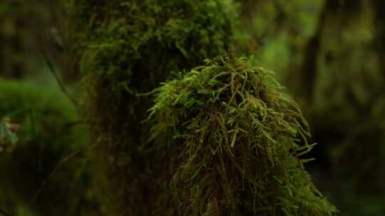 雨林中树干上的青苔苔藓