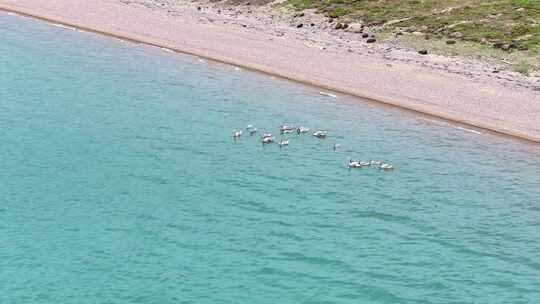 青海湖天鹅