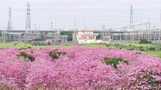 中国广东省广东省广州市南沙马克村紫花风铃