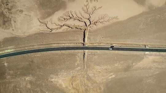 西藏大地之树航拍视频视频素材模板下载