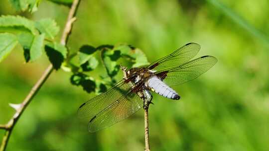 Libellula Depressa蜻蜓