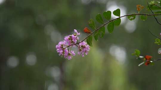 秋天白露节气雨中的紫薇花