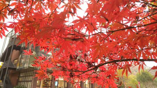 城市公园秋天红色的枫叶鸡爪槭视频素材模板下载