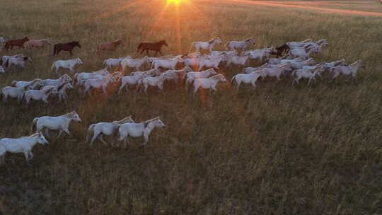 航拍内蒙古草原牛马骆驼羊群