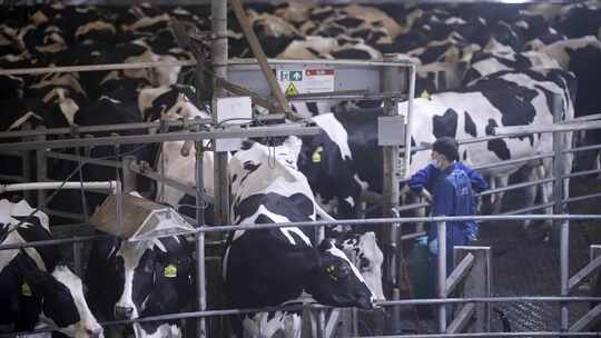 现代化牧场奶牛挤牛奶