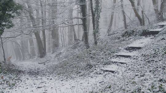 白雪皑皑的林地