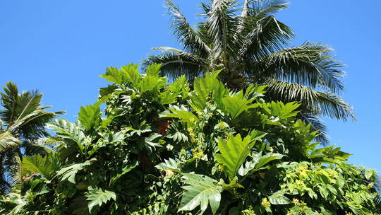 蓝天下的棕榈树和热带植物