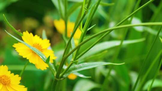 植物园公园户外植物小草青草花朵花丛蒲公英视频素材模板下载