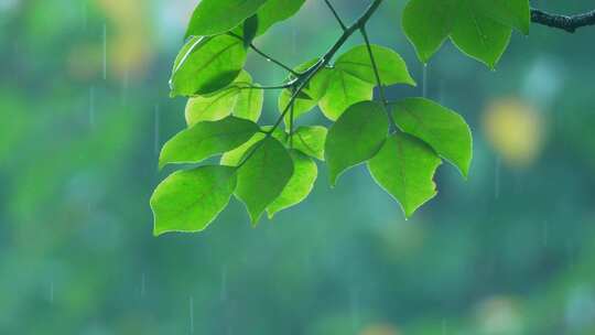 森林树叶下雨