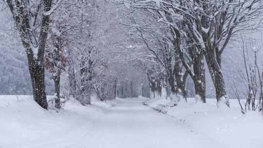 下雪天的道路和树木视频素材模板下载