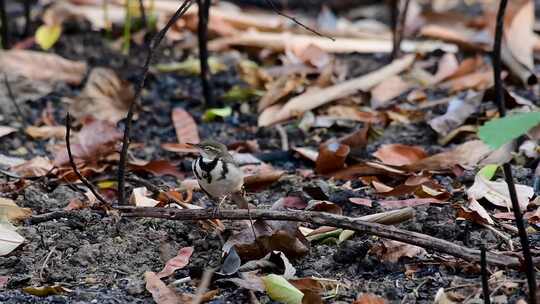 森林摇尾是一种雀形目鸟类，在树枝、森林中觅食，不断摇尾巴