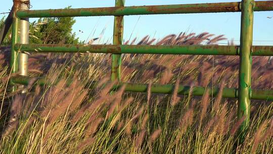 栅栏边被风吹动的野草