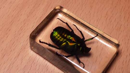 平面金龟背部腹部昆虫标本琥珀 (1)