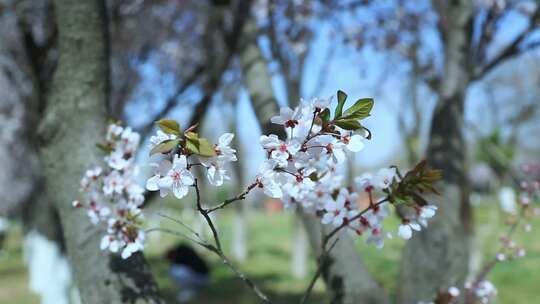 樱花盛开春天花开花花瓣樱花樱花开