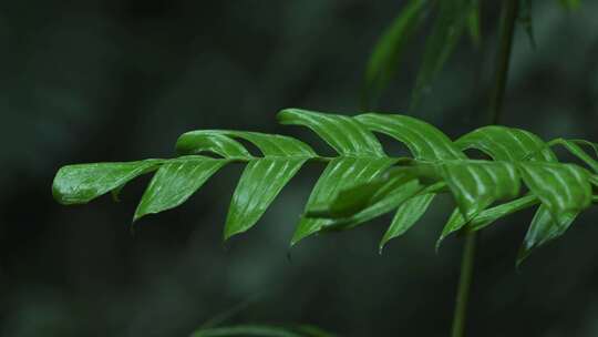 海南省大自然森林雨滴下雨河流山水农业风景