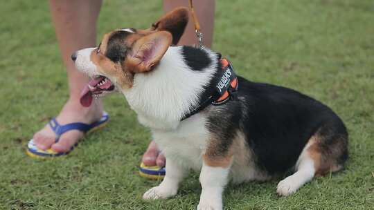 柯基犬