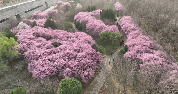 洛阳植物园樱花万物复苏春天公园道路航拍