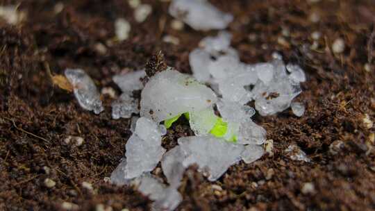 春季冰雪消融嫩芽破土延时