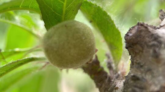 植物桃树树叶结果花昆虫叶子视频素材模板下载