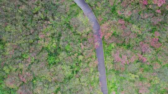 湖南省浏阳市大围山漫山遍野的杜鹃花4k航拍