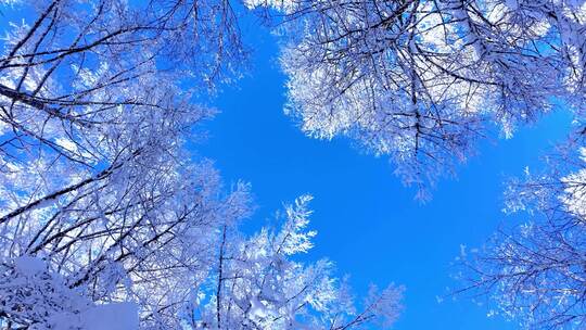 冬季森林天空雪景光影