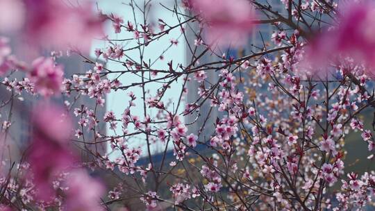 春暖花开桃花开