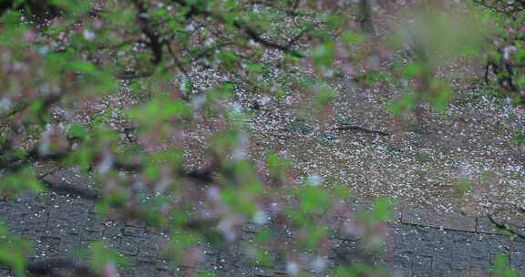 春雨樱花雨落花 花瓣飘落