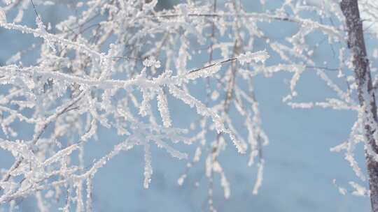 冬天雪地雾凇唯美空镜