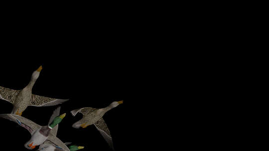 野生野鸟-4只受惊的野鸭-飞越屏幕-低角