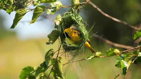 南方蒙面织女黄鸟建筑草叶在树上筑巢视频素材模板下载