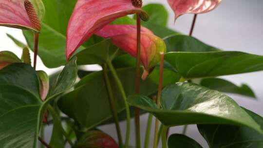 花烛 红鹅掌 红掌 花卉植物 鲜花 观赏