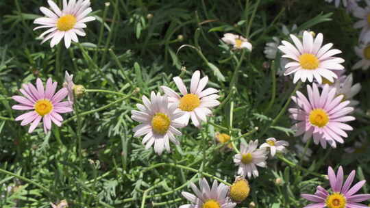 大滨菊唯美小清新菊花