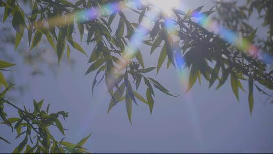 【自然风光】夏日阳光.清风树梢氛围感4k视频素材模板下载