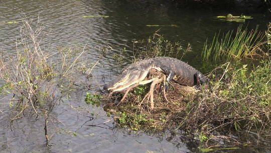 佛罗里达大沼泽地鳄鱼特写镜头