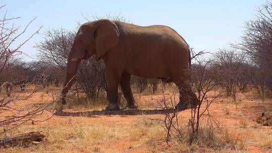 一只非常大而优雅的非洲象