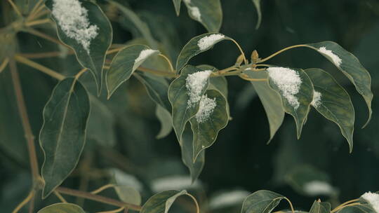 下雪树叶电影感慢镜头4K实拍空镜