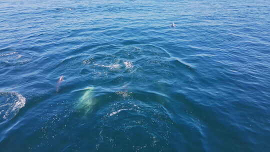 普通海豚高兴地跳过大西洋海面，低无人机跟