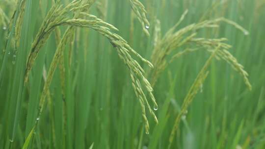 雨中的稻穗水稻特写雨露水珠田野