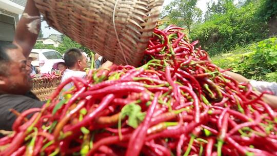 辣椒种植采摘收购、农民丰收红辣椒