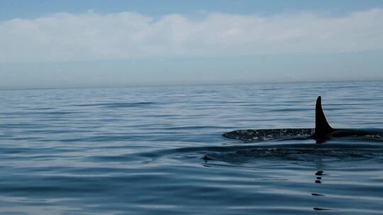 虎鲸荚浮出水面 