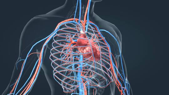 医学动画人体器官心脏动画循环系统
